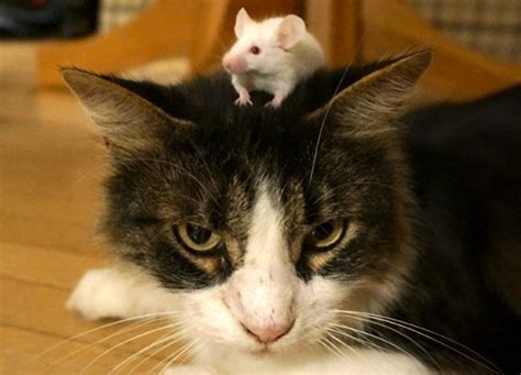 Jan 29, 2021 · NEW 2021 game for cats: catch the REAL Mouse! 💛 EACH FRIDAY ON CATS TV: A new video ONLY for your cat! 😼 Mouse sounds squeak 🎶Subscribe if you want more v... 